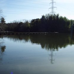 大安トラウトレイク 釣果