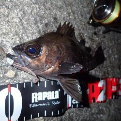 今期初のメバリング！