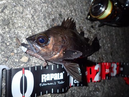 今期初のメバリング！