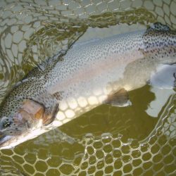 大安トラウトレイク 釣果