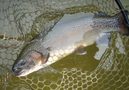大安トラウトレイク 釣果