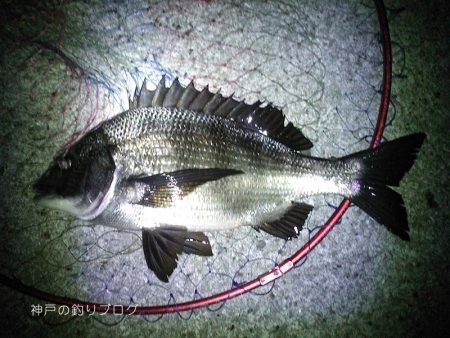 寒チヌ4枚ゲット！