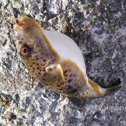 極寒のチヌ釣り