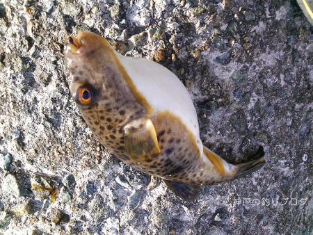 極寒のチヌ釣り