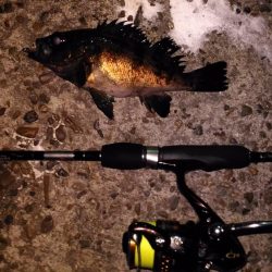 極寒メバリング