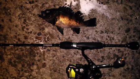 極寒メバリング