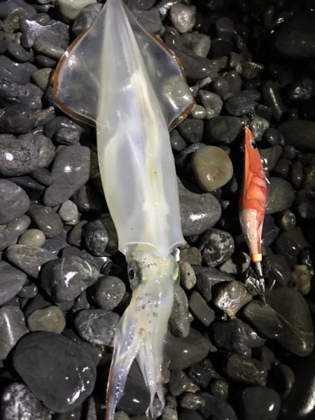 ヤリイカまだまだ釣れます。