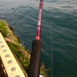 ◯やっとフィッシュオン