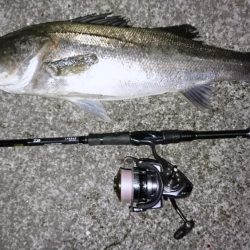 シーバスゲット