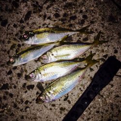 アジング・アジ　兵庫県（神戸） 2017アジング冬の投稿まとめ！