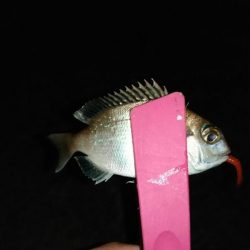 月下美人ロッド鱗付け