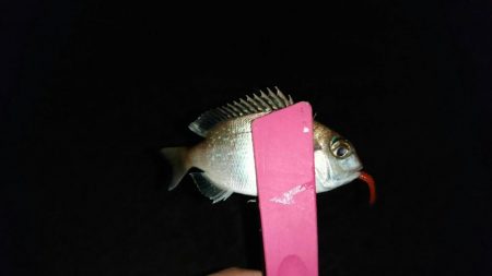 月下美人ロッド鱗付け