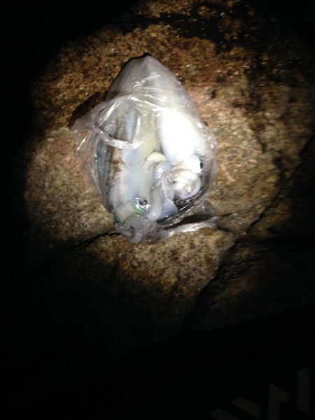 天気がよくてあまり寒く無さそうだったので