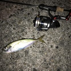 アジング釣行記