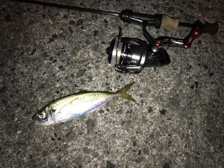 アジング釣行記