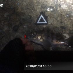 漁港にいる猫って