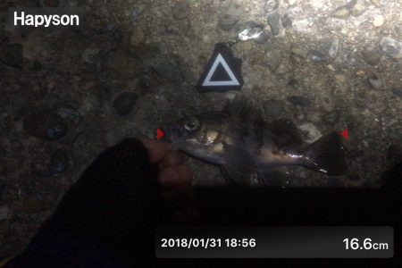 漁港にいる猫って