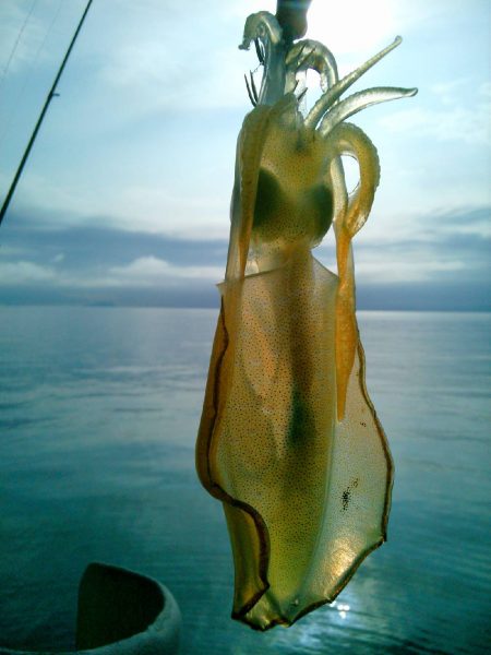 エギング 新子 京都府 秋イカの開幕時期2017年投稿記事まとめ！