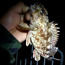 メバルが釣れない