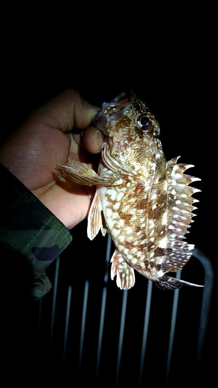 メバルが釣れない