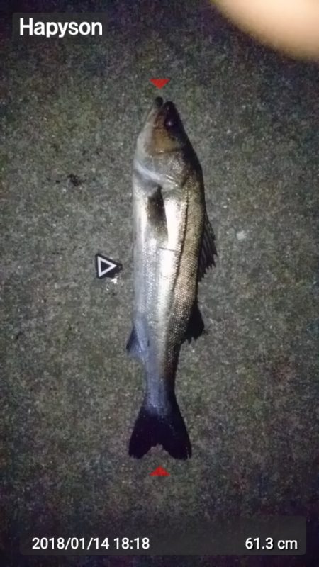 シーバスまだ釣れます