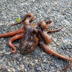 カレイを求めて