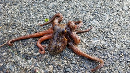 カレイを求めて