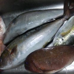 カタタの釣りで初釣り