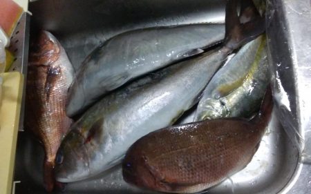 カタタの釣りで初釣り