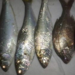 ヤリイカまだまだ釣れます。