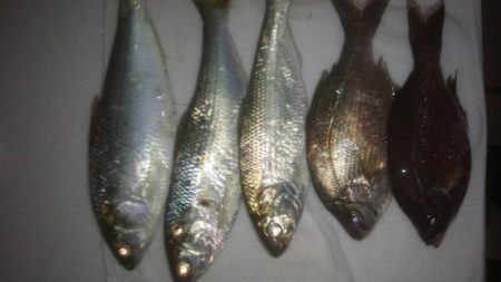 ヤリイカまだまだ釣れます。