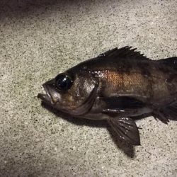 真冬パラダイス