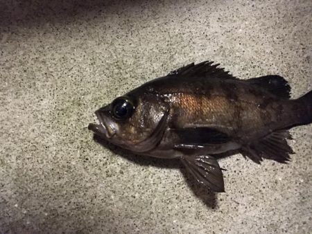 真冬パラダイス