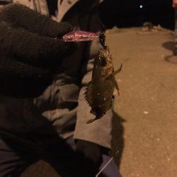 メバルシーズン