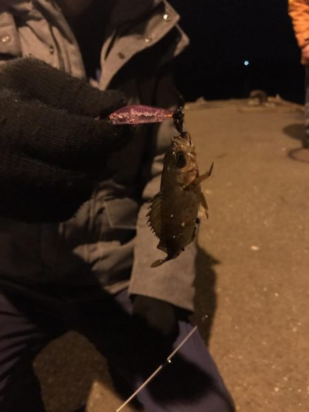 メバルシーズン