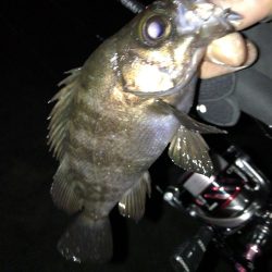 週末のアフターメバル狙い