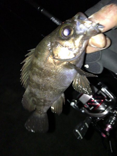 週末のアフターメバル狙い