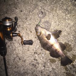 皆既月食のメバリング