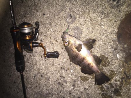 皆既月食のメバリング