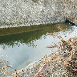 淡水小物釣り ~新年一発目はカワムツ~
