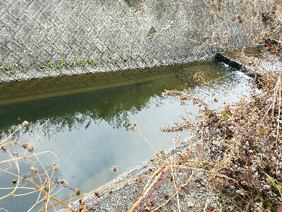 淡水小物釣り ~新年一発目はカワムツ~