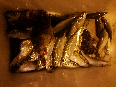 アジ釣り　～夕マズメ最強説～