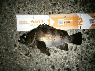 会心のメバリング