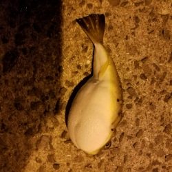 アジ釣り　～食いが悪かった～