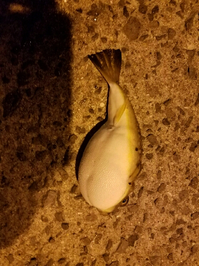 アジ釣り　～食いが悪かった～