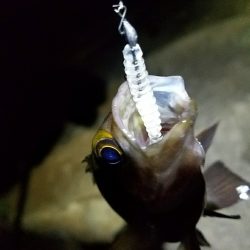 移動&移動メバリング