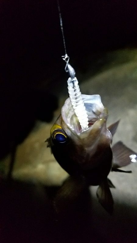 移動&移動メバリング