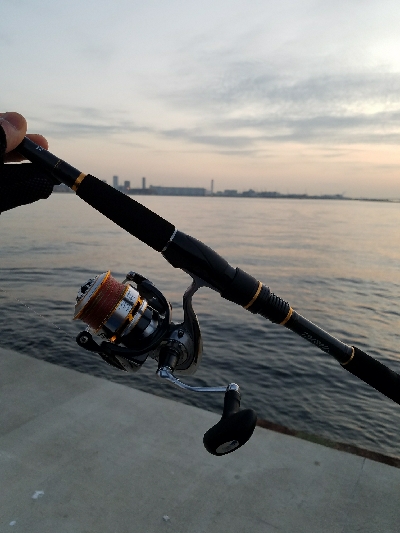 海鳥バリおったなぁ～