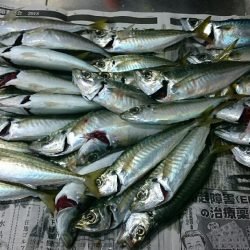 超大漁❗お土産釣！