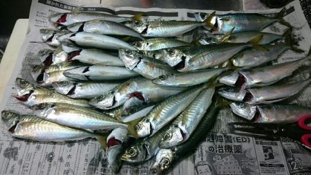 超大漁❗お土産釣！